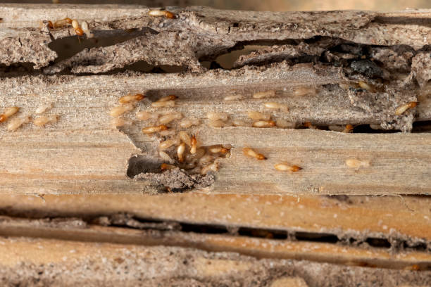 Wasp Removal Services in Millbrook, AL